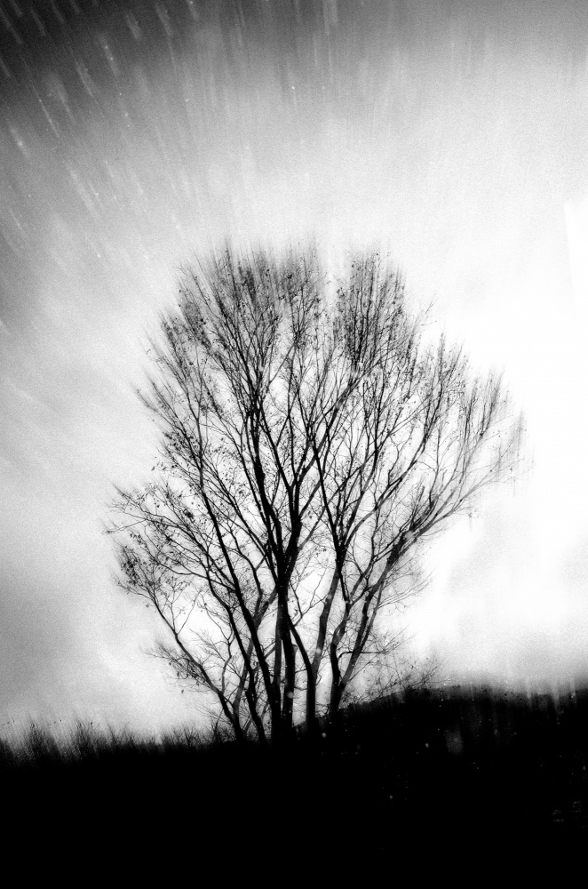 Winter Tree Storm by YoungIl Kim — canvas wall art