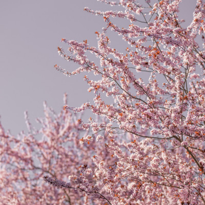 Pink Cherry Blossoms