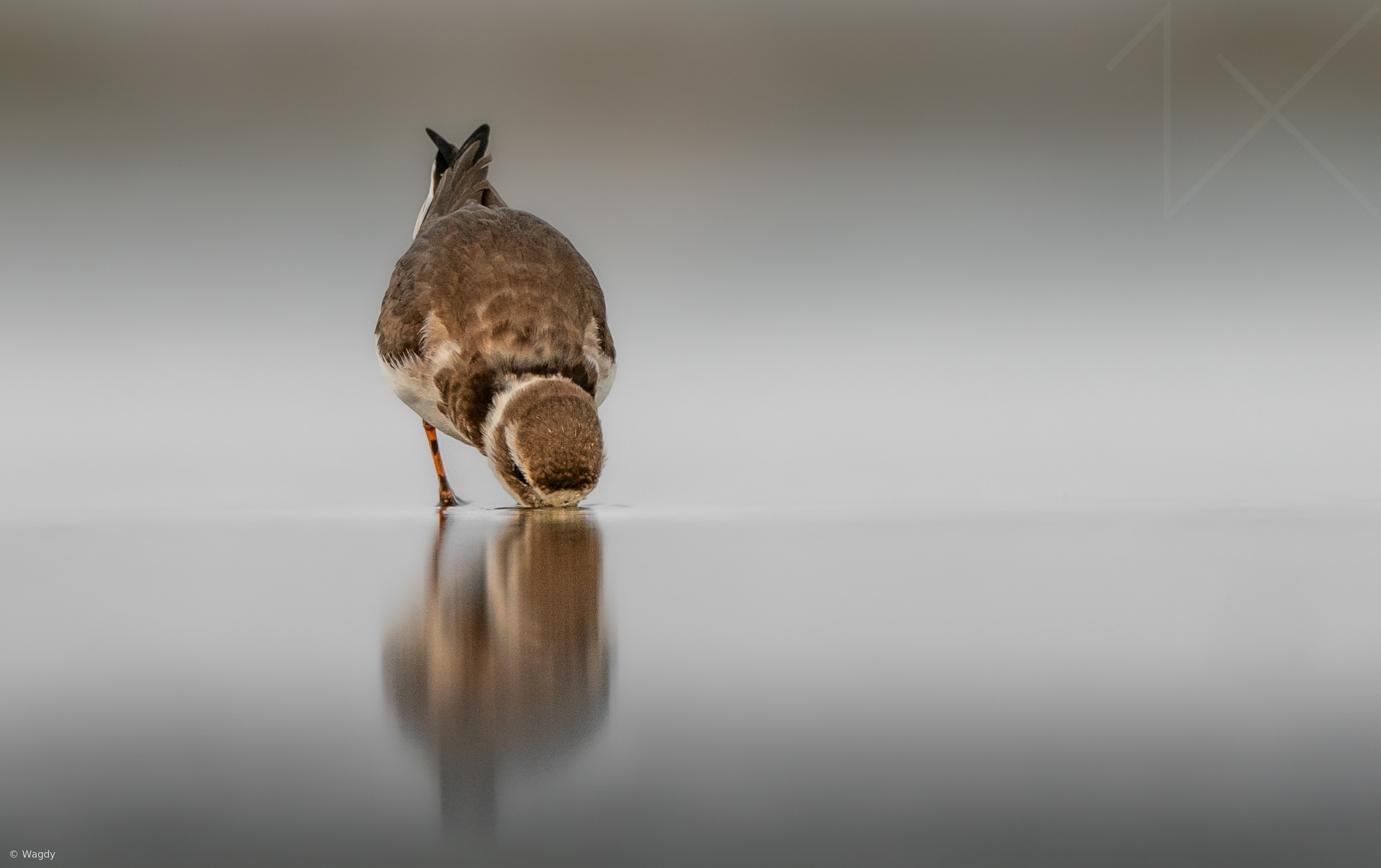 Little explorer.