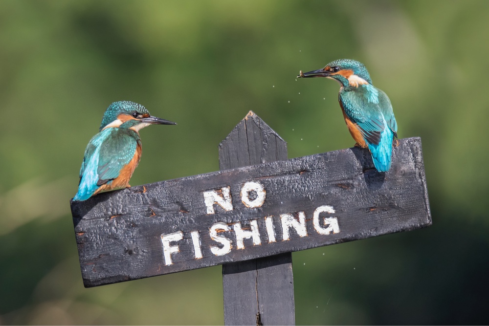Kingfishers No Fishing by Kieran O Mahony AIPF — canvas wall art
