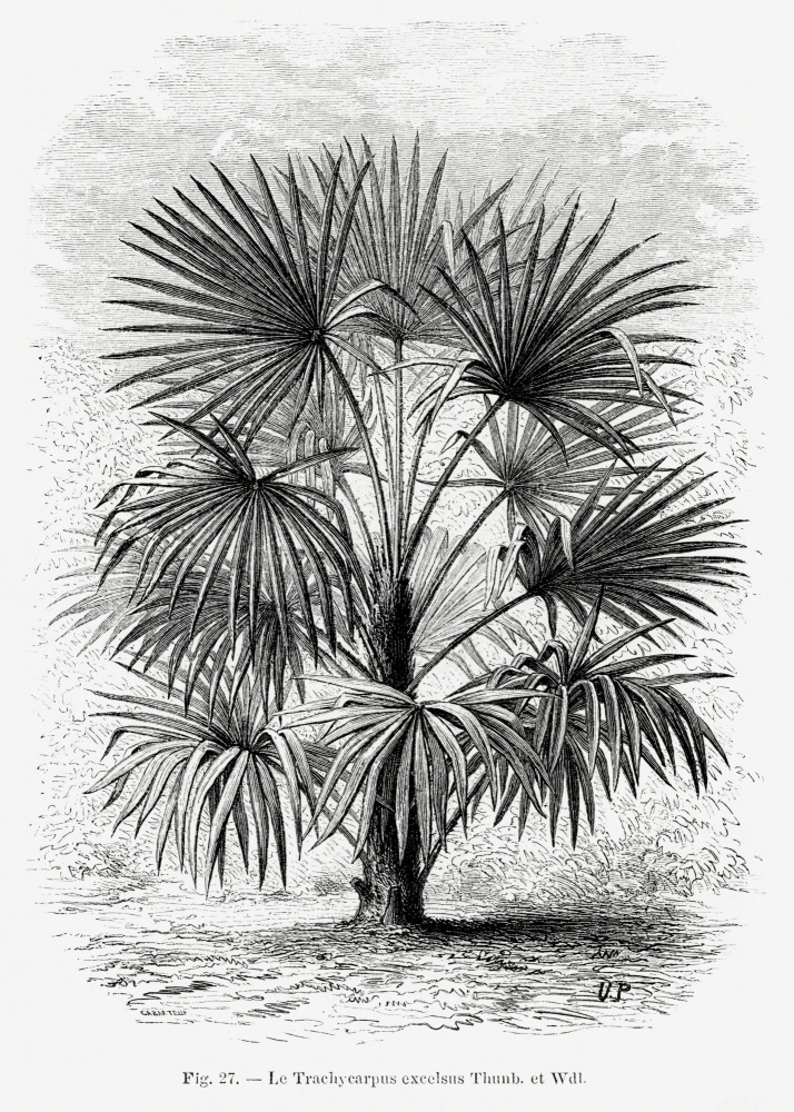 Vintage Palm Tree Drawing Xi by Les Palmiers Histoire Iconographique — canvas wall art