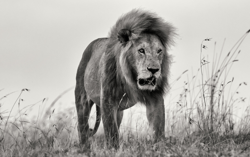 Majestic Black and White Lion by Henry Zhao — canvas wall art