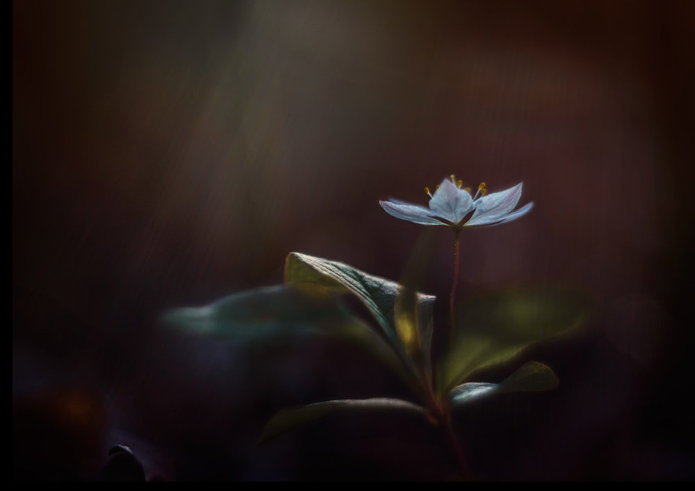 Delicate Forest Bloom by Katarina Holmström — canvas wall art