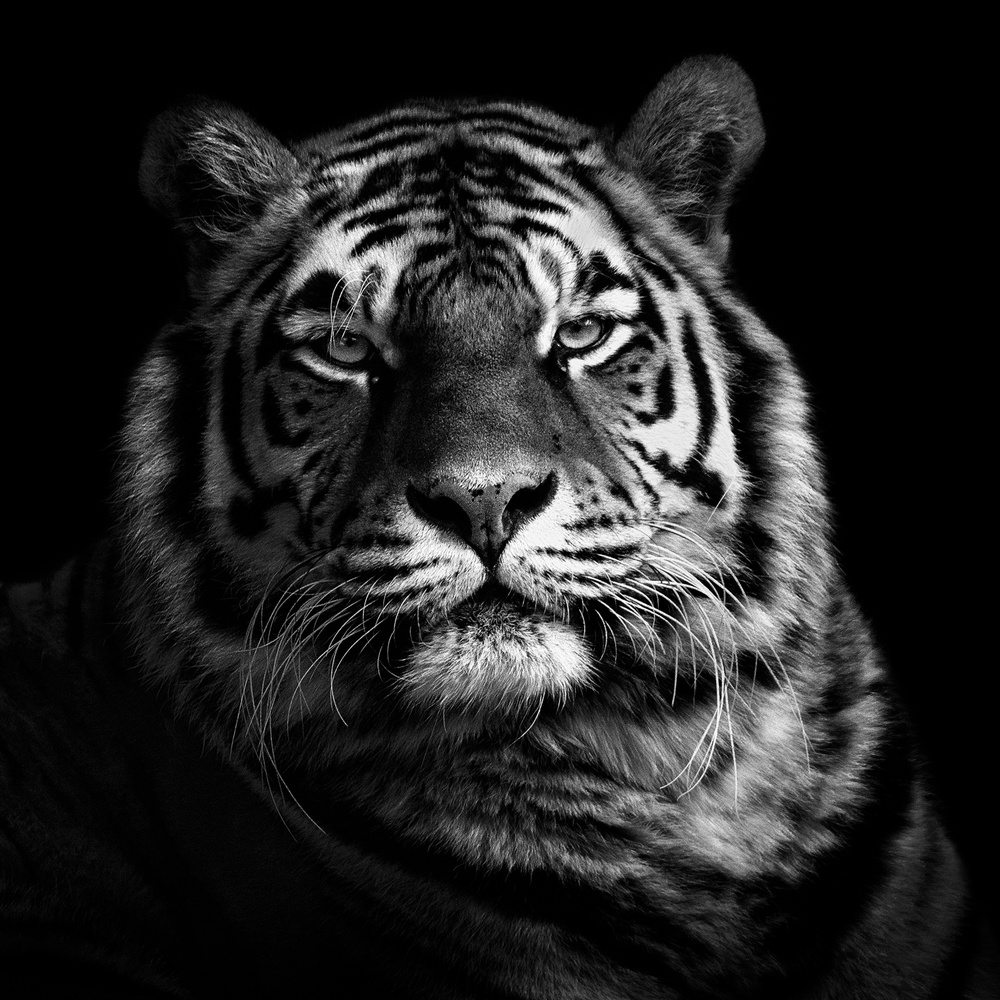 Fierce Tiger Portrait by Christian Meermann — canvas wall art