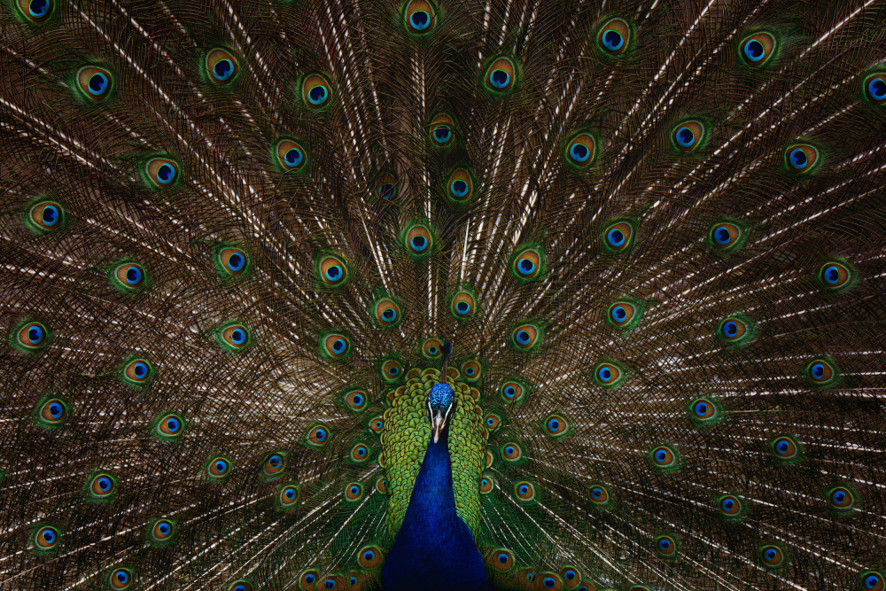 Majestic Peacock Display by Georgios Tsikiridis — canvas wall art