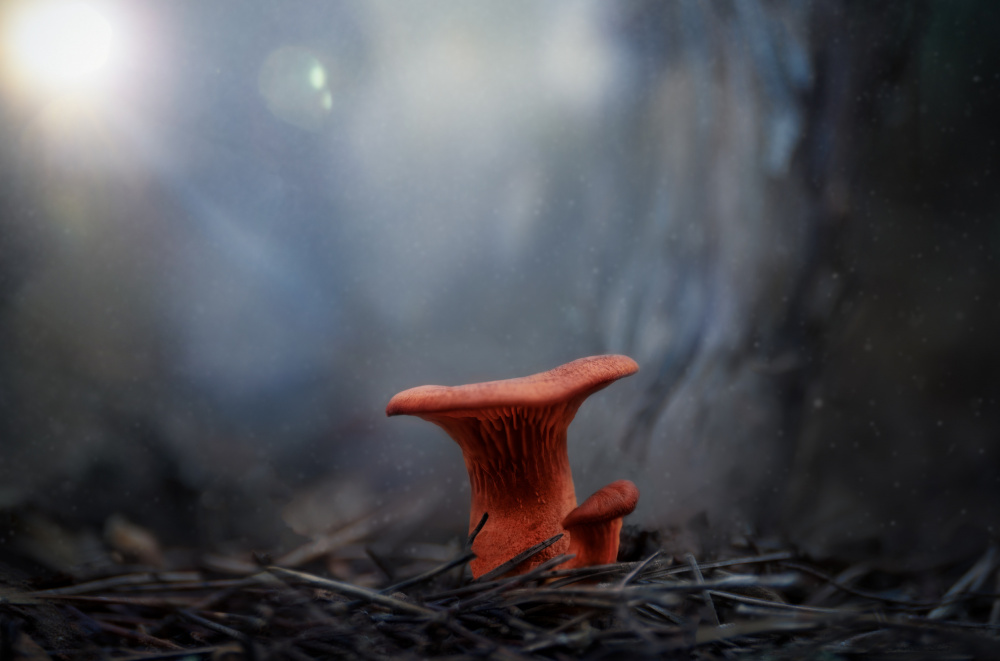 Misty Forest Mushrooms by joanaduenas — canvas wall art