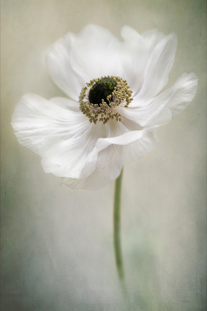 Ethereal White Anemone by Jacky Parker — canvas wall art