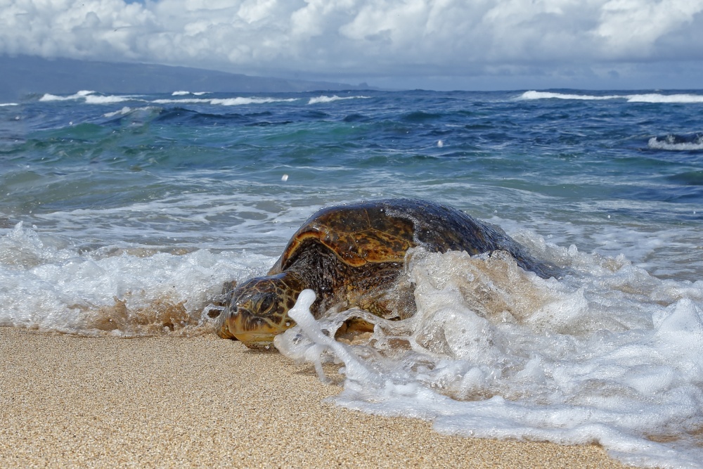 Green Sea Turtle Beach by Peter Stahl — canvas wall art