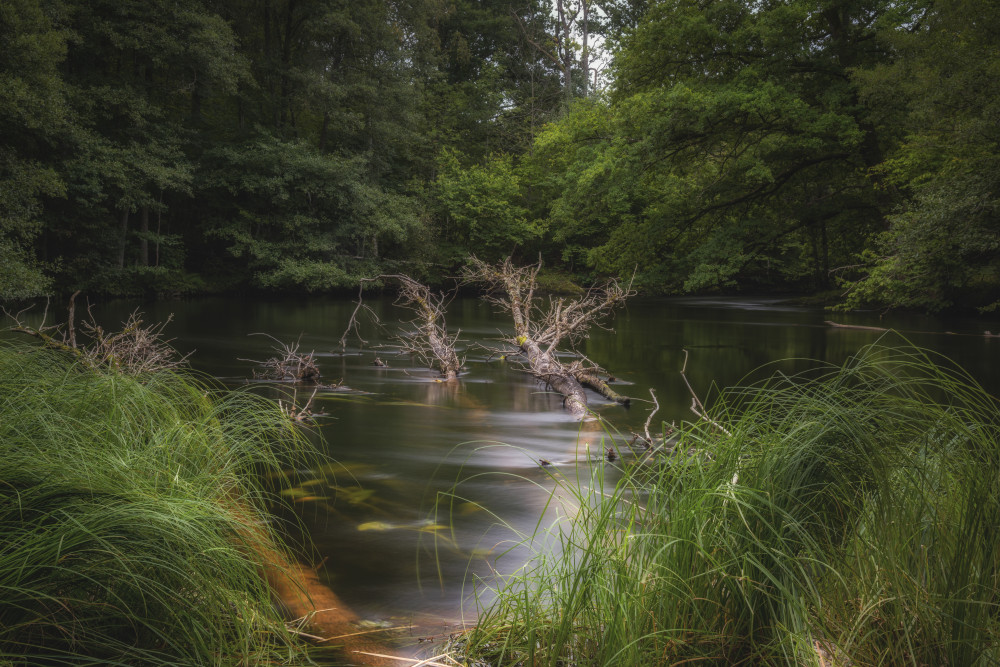 Dark Forest Stream by Benny Pettersson — canvas wall art