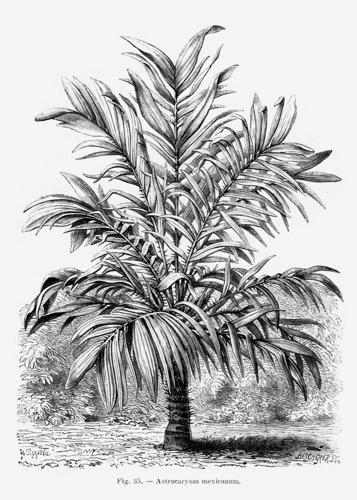 Vintage Palm Tree Drawing Ix by Les Palmiers Histoire Iconographique — canvas wall art