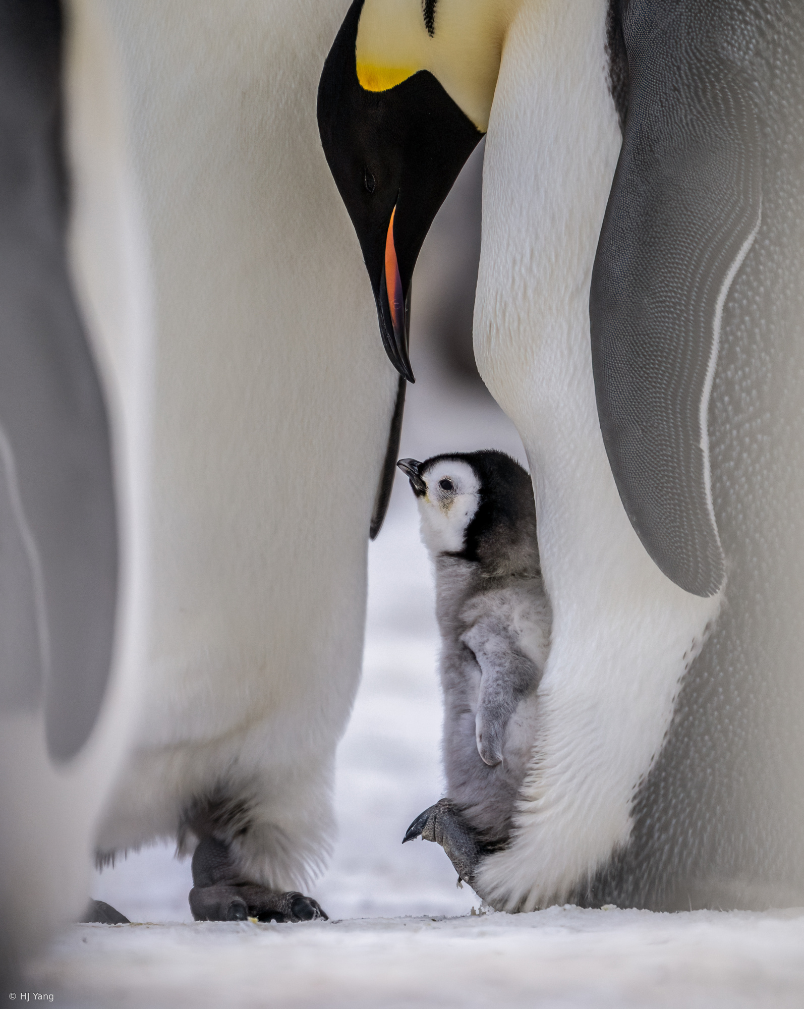 Emperor penguins in Antarctica