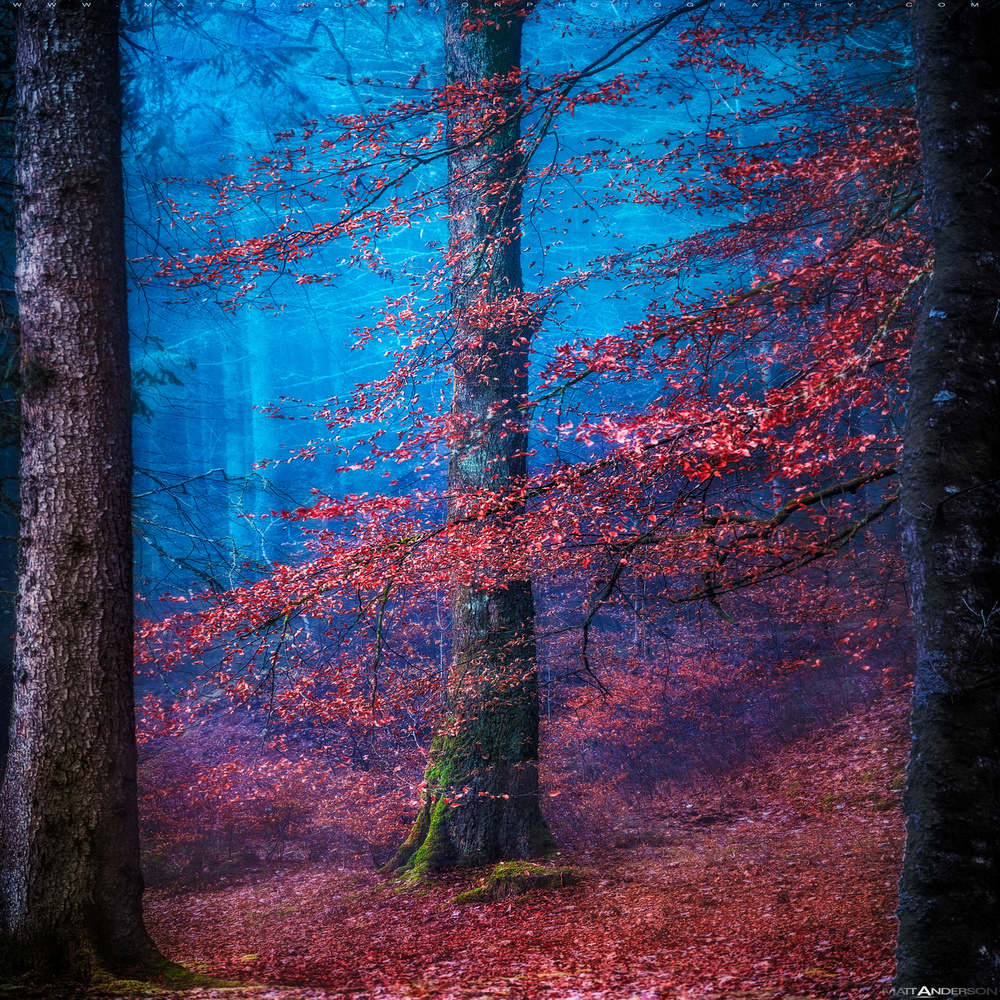 Enchanted Autumn Forest by Matt Anderson — canvas wall art