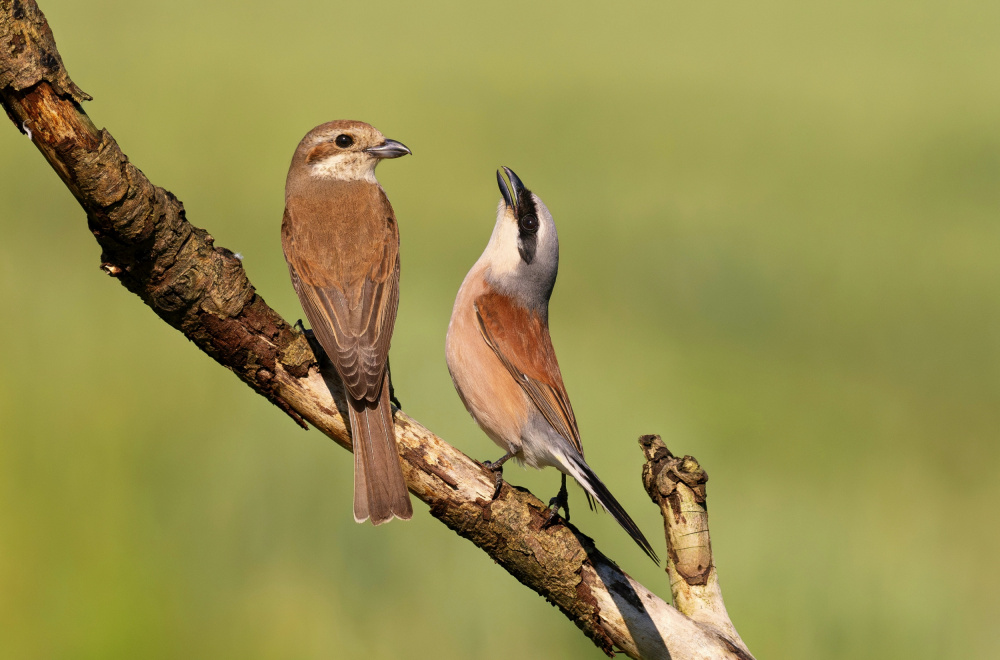 Peaceful Shrikes On Branch by Rostislav Kralik — canvas wall art