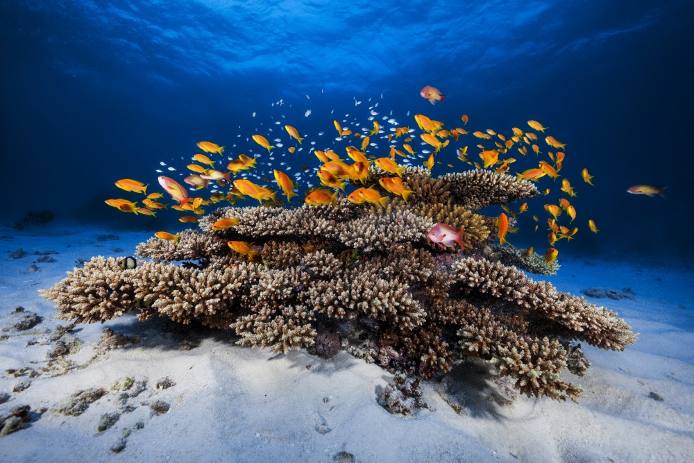 Schooling Orange Fish by Barathieu Gabriel — canvas wall art