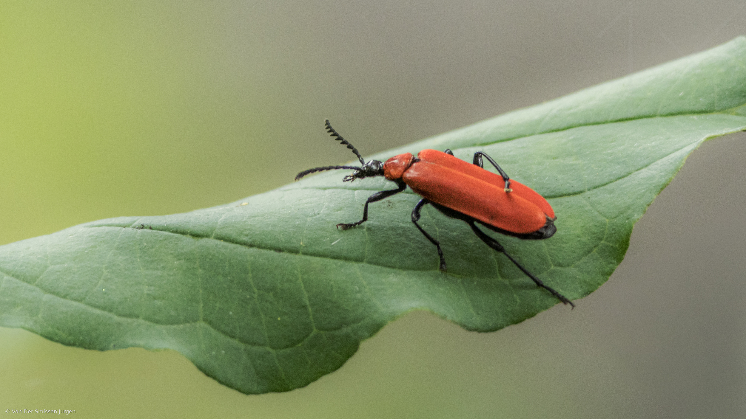 Black-headed fire beetle