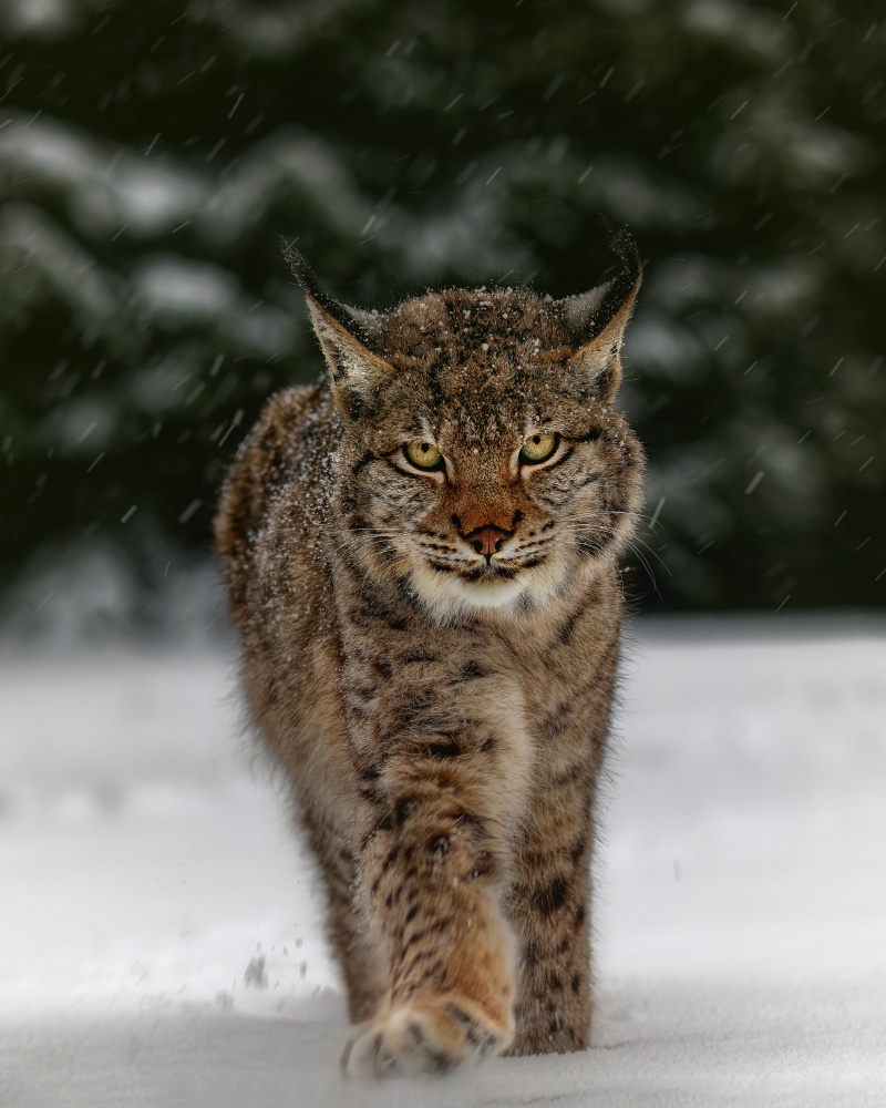 Wild Lynx in Snow by Michaela Firešová — canvas wall art