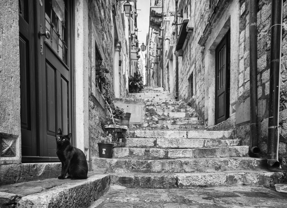 Old City Black Cat by mihai ian nedelcu — canvas wall art