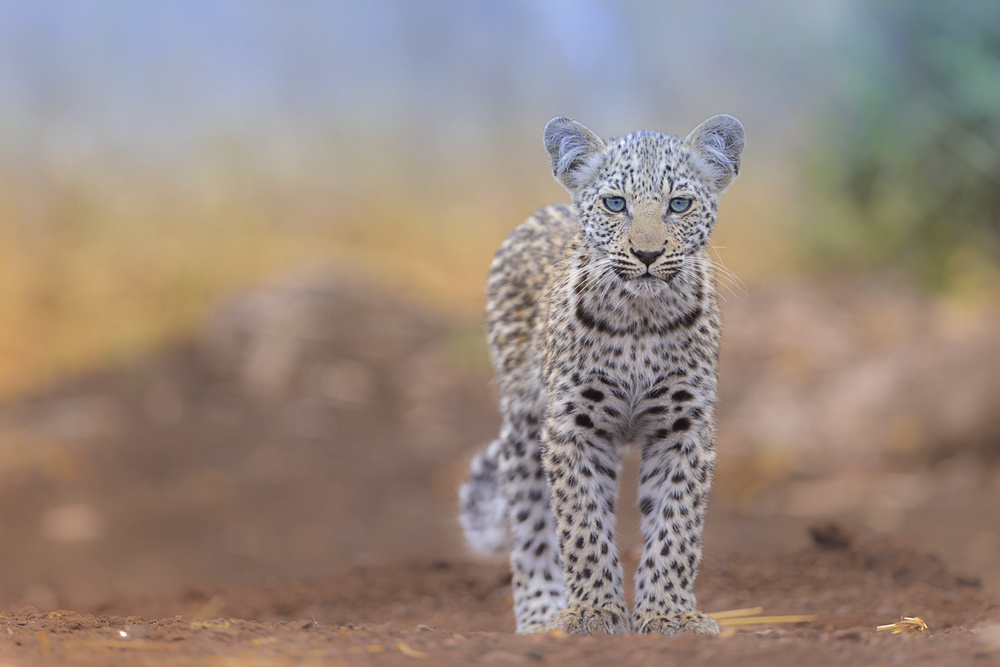 Blue-Eyed Leopard Cub by Ozkan Ozmen / Big Lens Adventures — canvas wall art