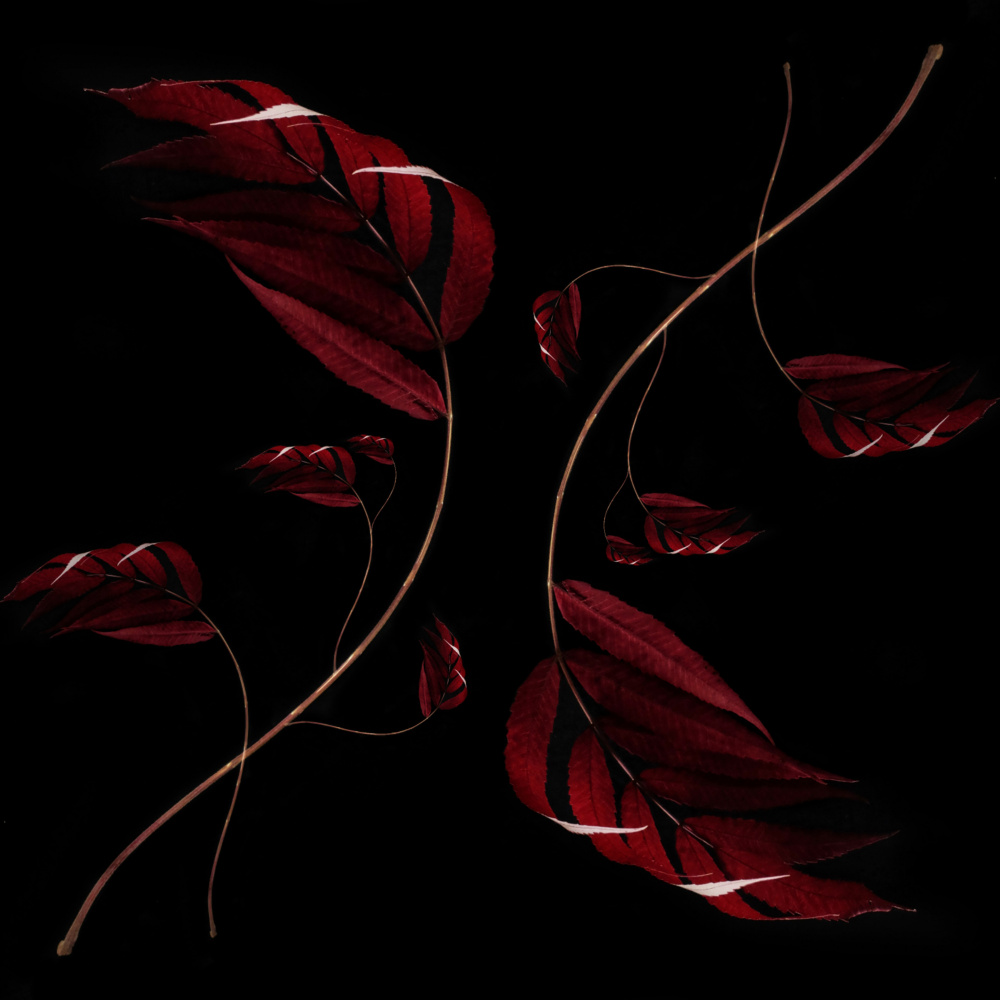 Elegant Dark Botanicals by Ingrida Urbonavičienė — canvas wall art