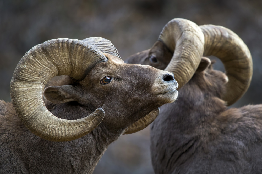 Majestic Bighorn Rams by verdon — canvas wall art