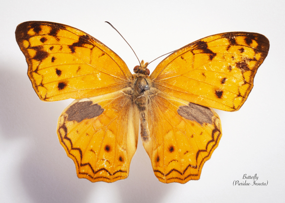 Vibrant Orange Butterfly by Johan Botha "Sabie" — canvas wall art
