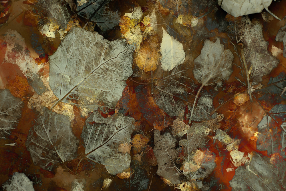 Carpet of leaves by Nel Talen — canvas wall art