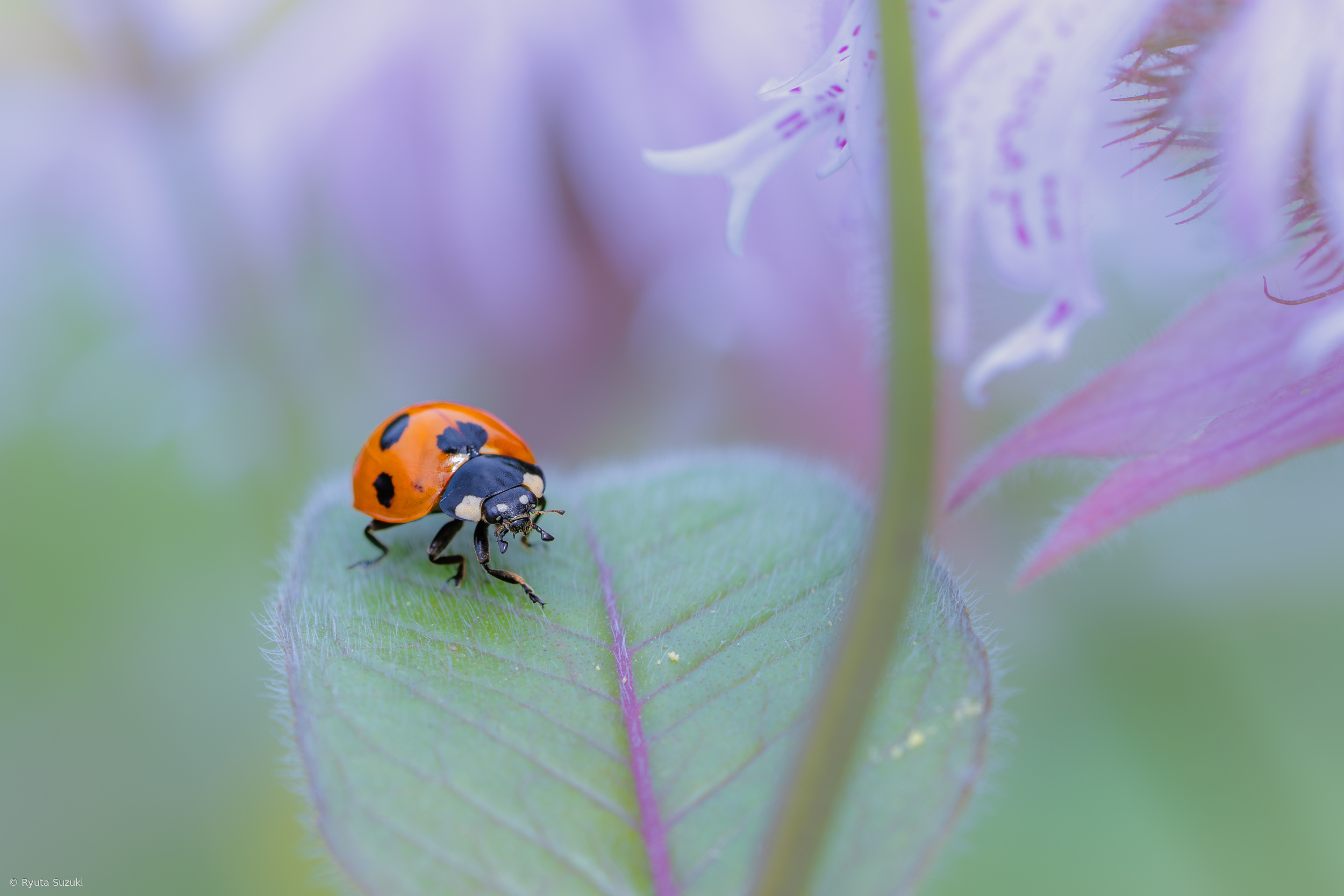ladybug