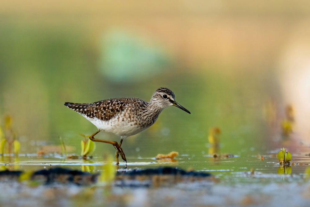 Peaceful Wading Bird by Rostislav Kralik — canvas wall art