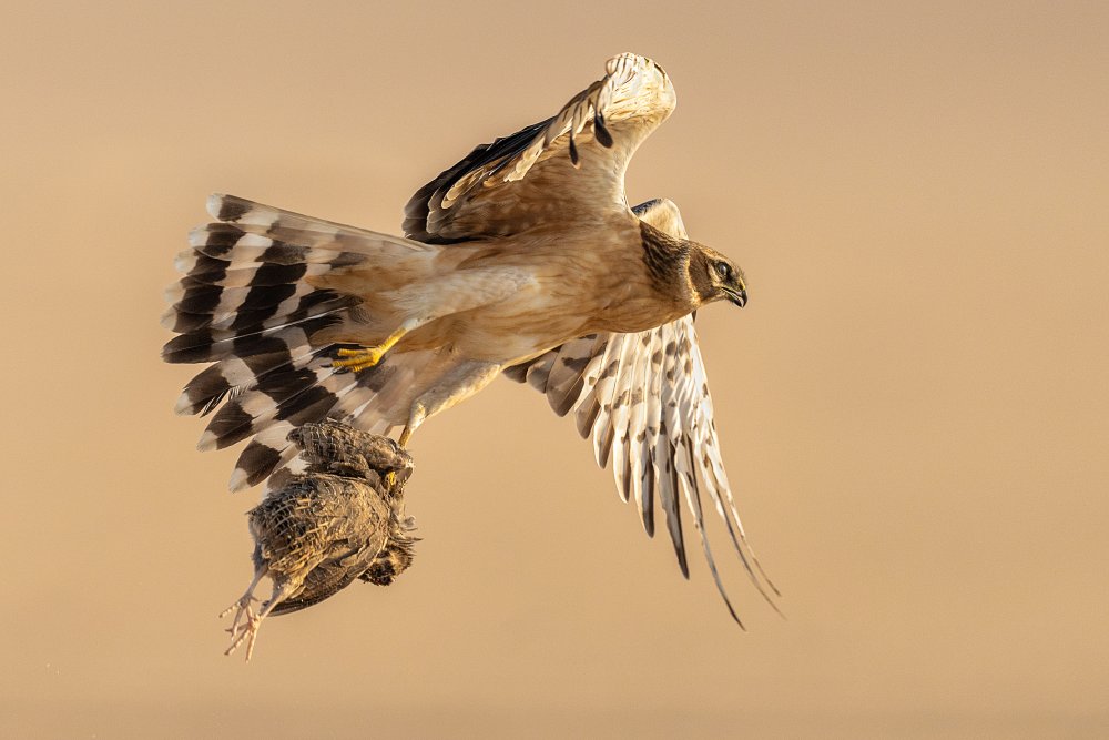 Harrier Hunting Flight by Ahmed Sobhi — canvas wall art