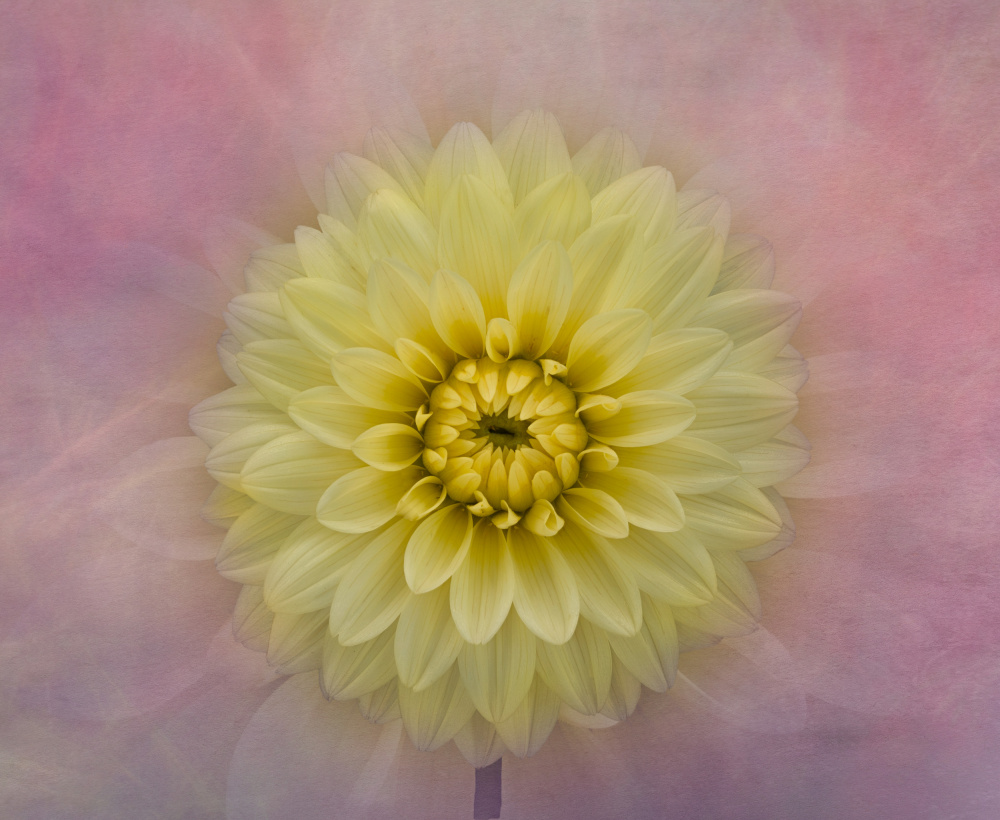 Soft Yellow Dahlia Bloom by Richard Urbanski — canvas wall art