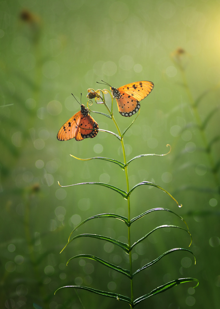 Graceful Orange Butterflies by Arief Setiawan — canvas wall art