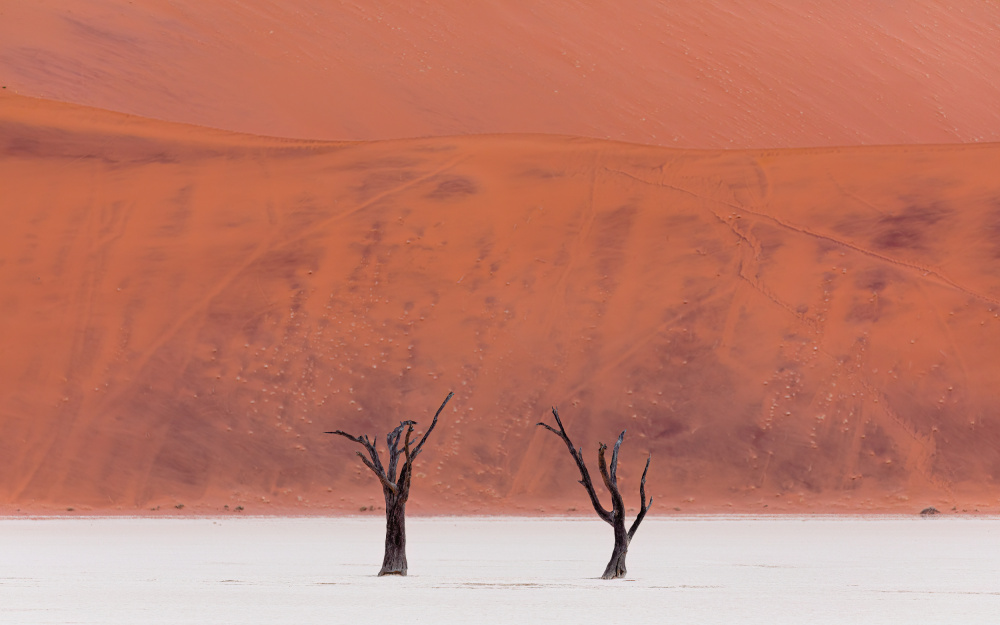 Orange Desert Dead Trees by Marco Tagliarino — canvas wall art