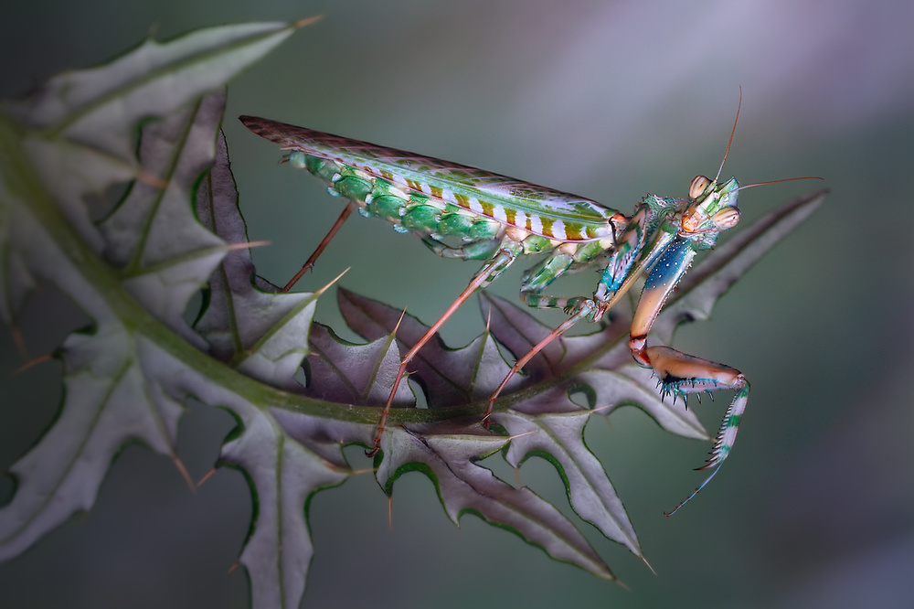 Vibrant Praying Mantis by Jimmy Hoffman — canvas wall art