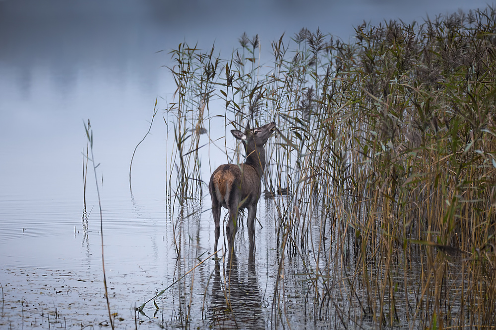 Misty Lake Deer by Kieran O Mahony AIPF — canvas wall art