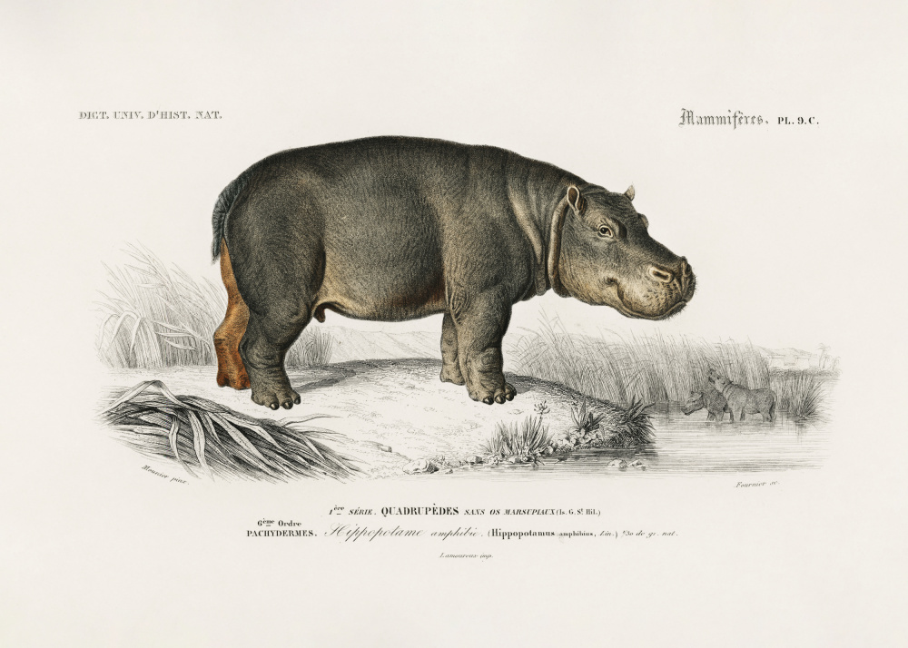 Hippopotamus by Charles Dessalines D Orbigny — canvas wall art
