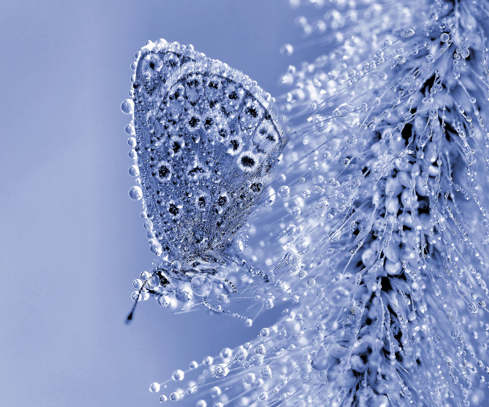 Sparkling Blue Butterfly by Thierry Dufour — canvas wall art