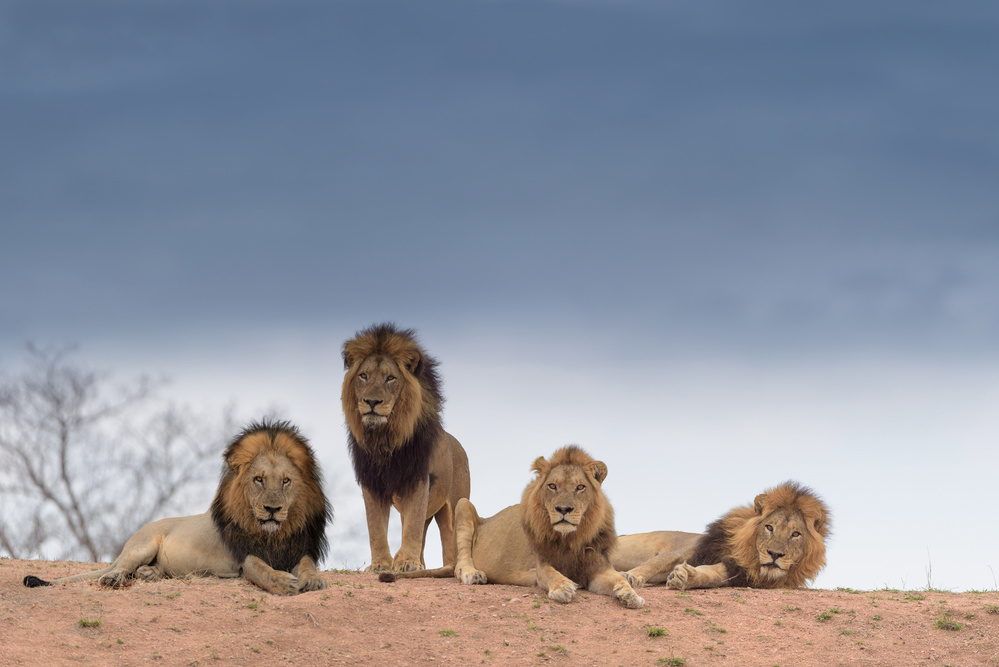 Four Male Lions by Ozkan Ozmen / Big Lens Adventures — canvas wall art