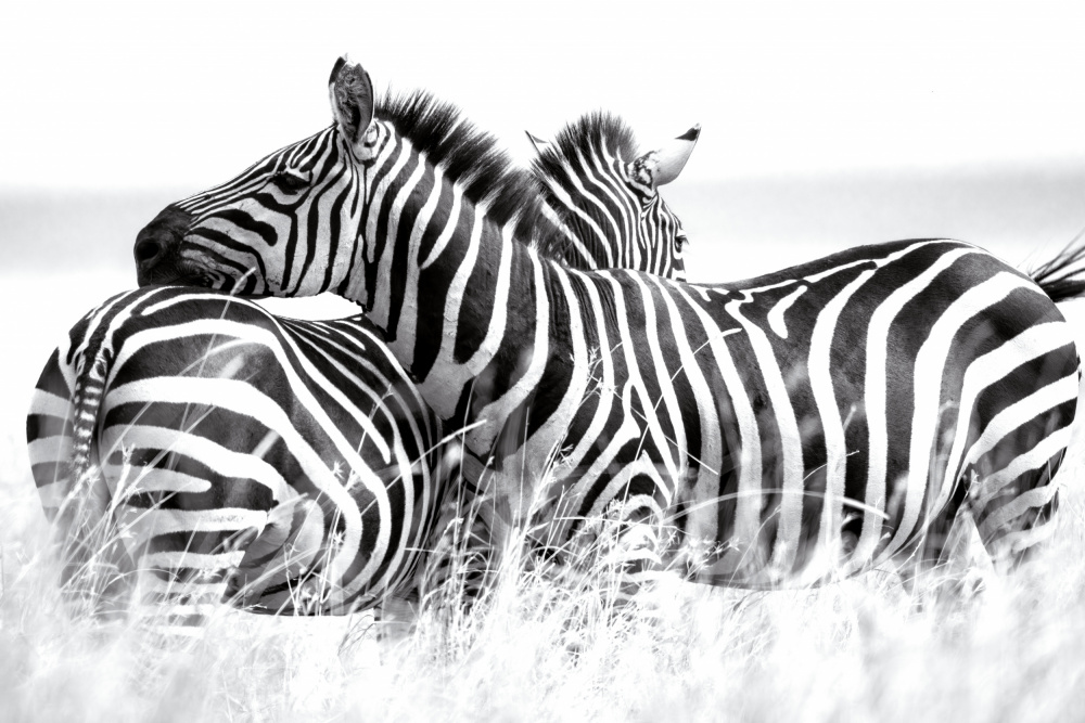 Black and White Zebras by Andrea Auf dem Brinke — canvas wall art