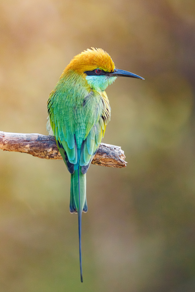 Vibrant Green Bee-eater by Photographer — canvas wall art