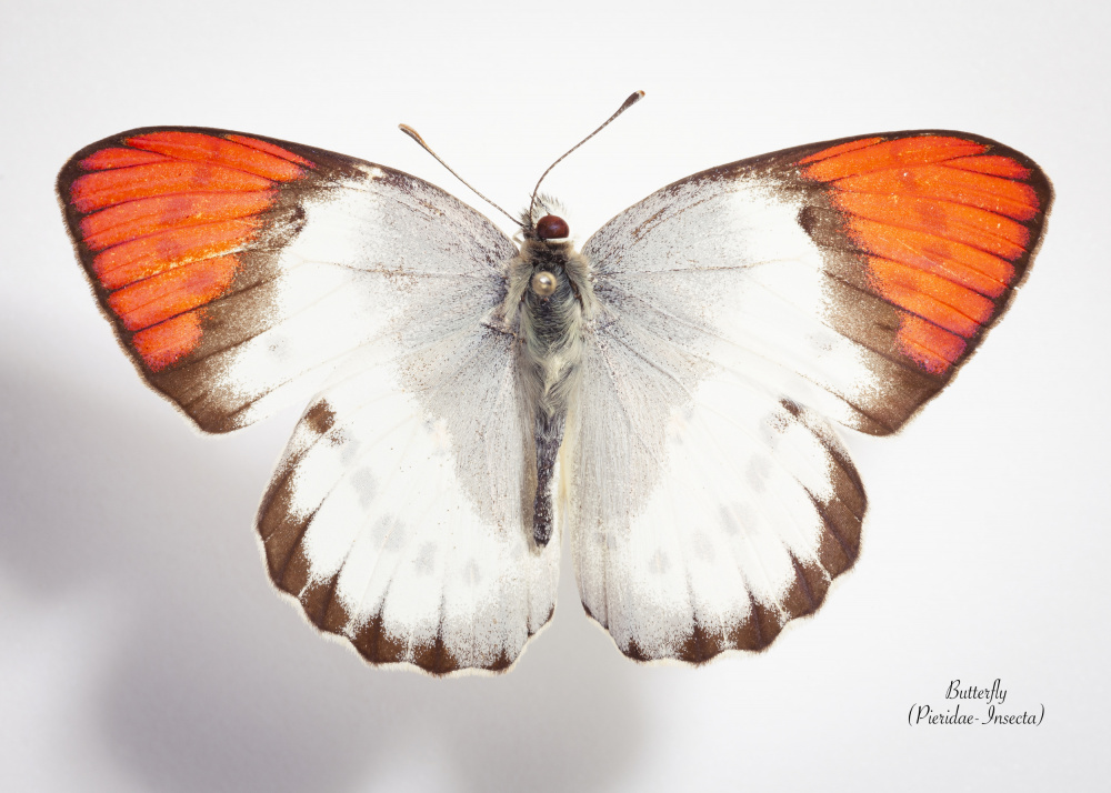 Vibrant Orange Butterfly Specimen by Johan Botha "Sabie" — canvas wall art