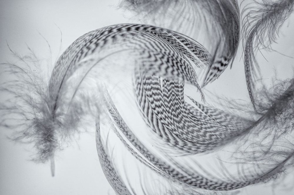 Delicate Feather Swirl by Ina Bouhuijzen — canvas wall art