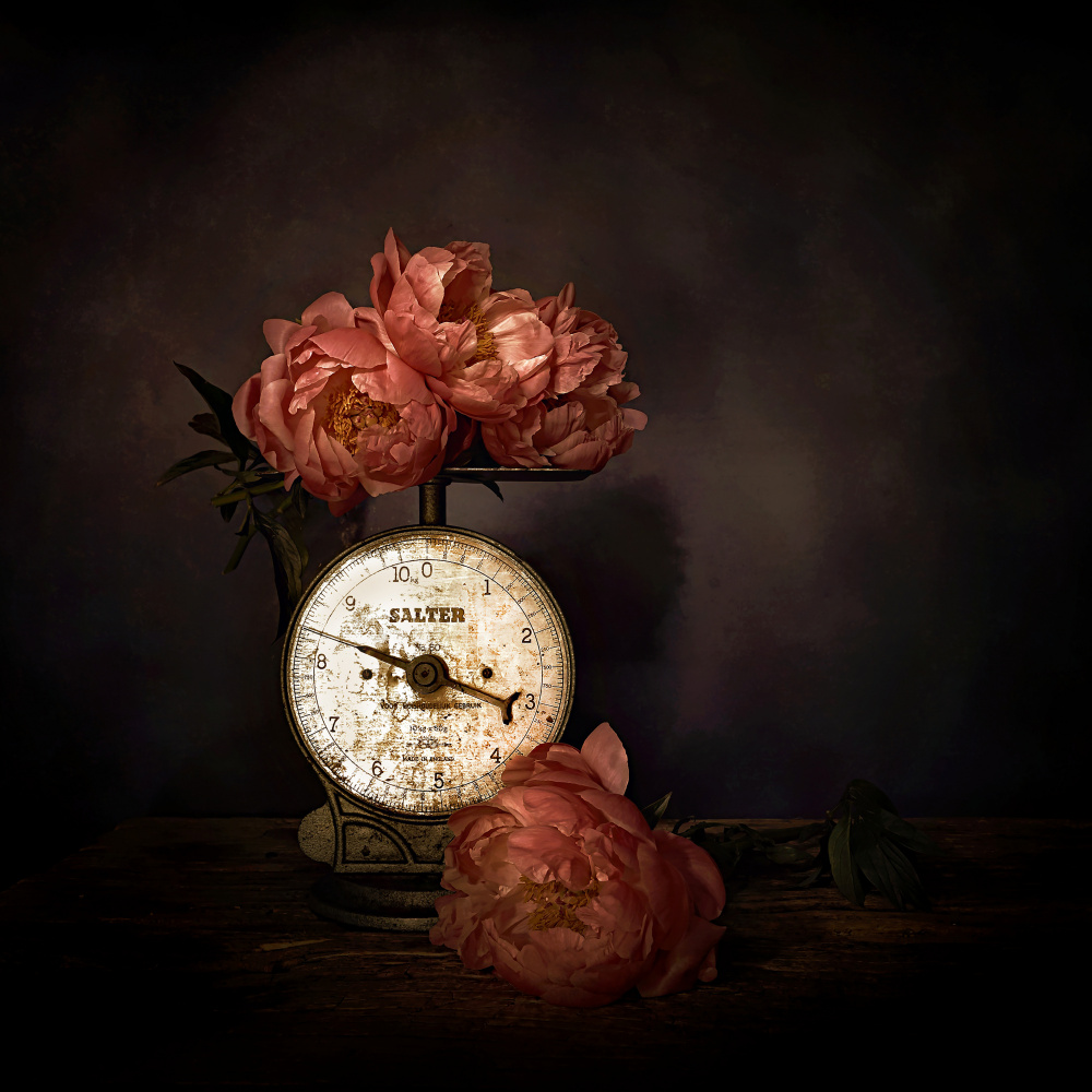 Pink Peonies on Scale by Saskia Dingemans — canvas wall art