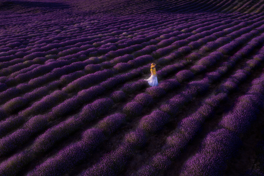 Walking Through Lavender Fields by Bingo Z — canvas wall art