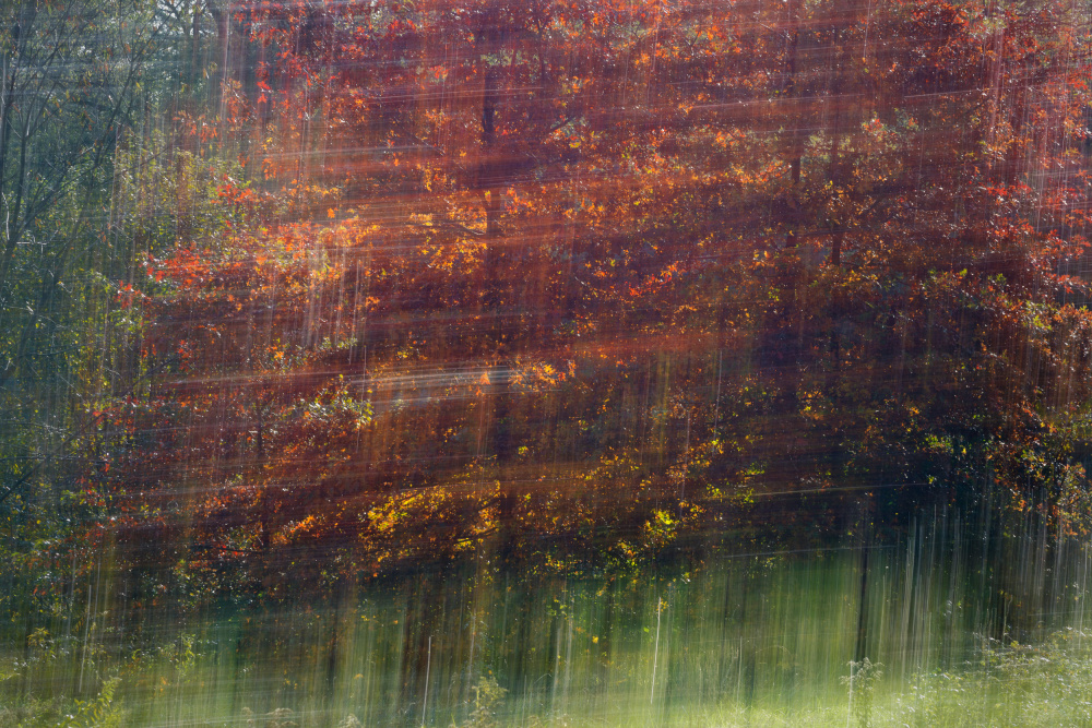 Autumn Forest Abstract by Marco Galimberti — canvas wall art