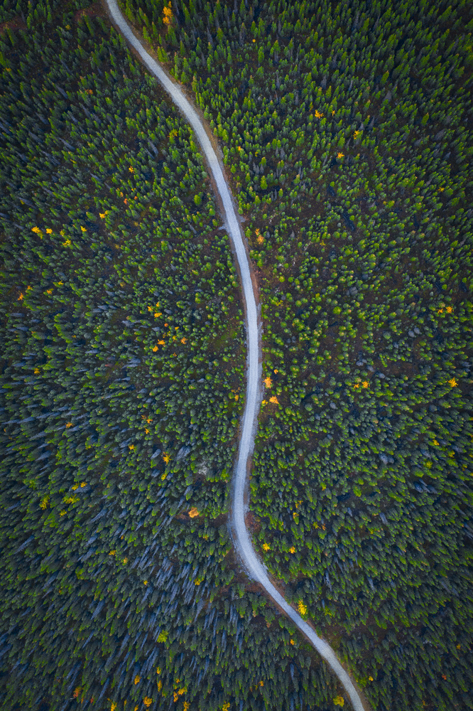 Winding Forest Road by Michael Zheng — canvas wall art