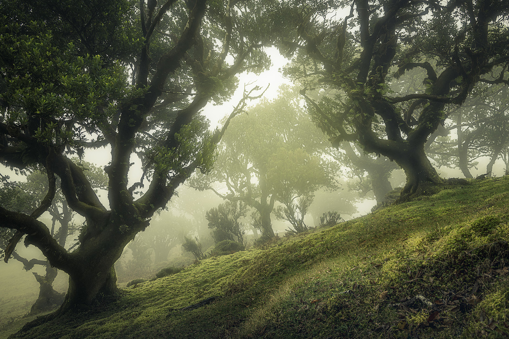 Misty Ancient Forest by Frans van der Boom — canvas wall art