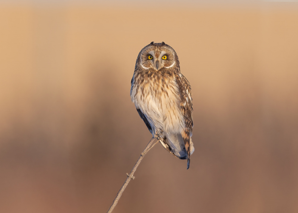 Short-eared Owl Perched by Jasmine Suo — canvas wall art
