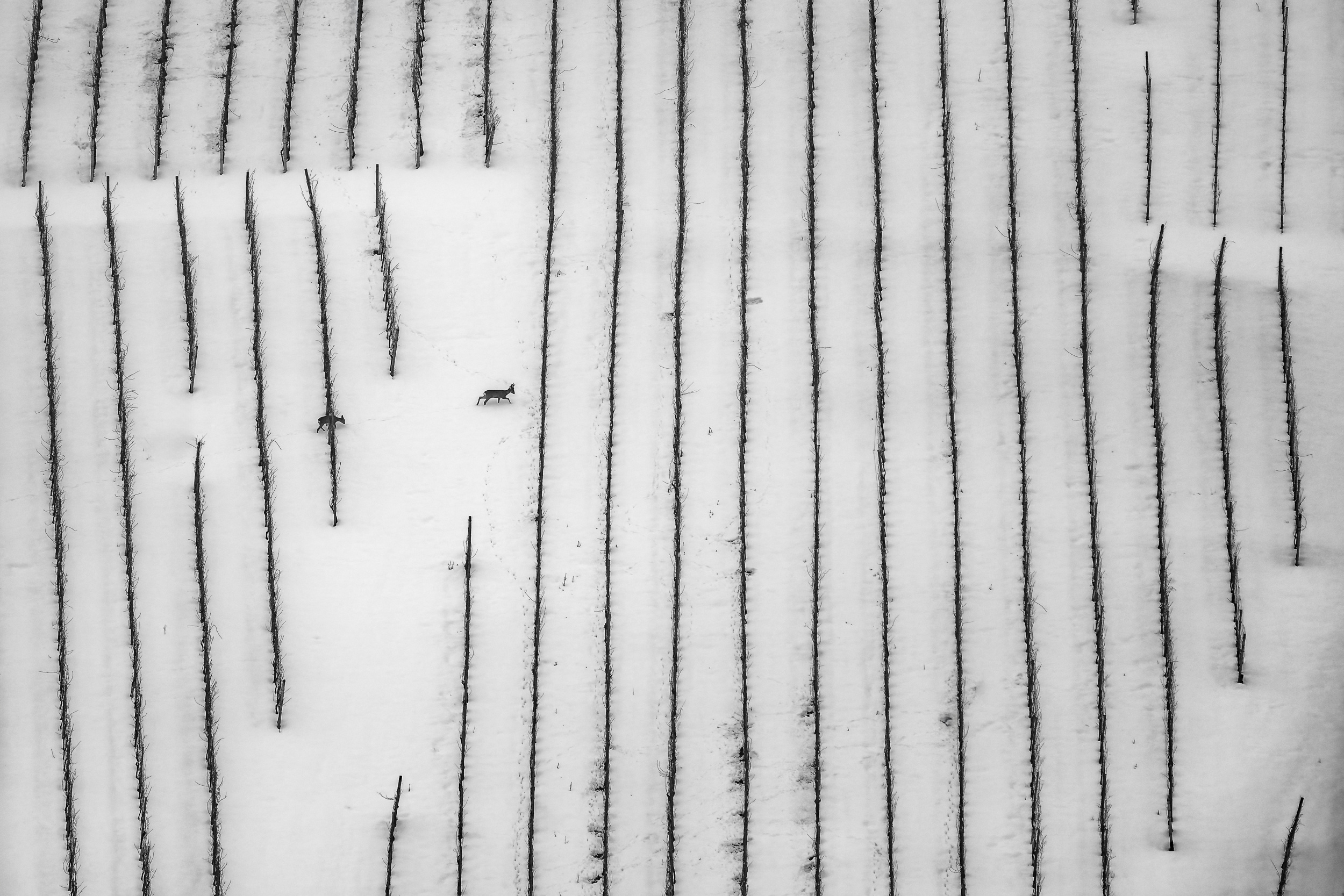 Between verticals