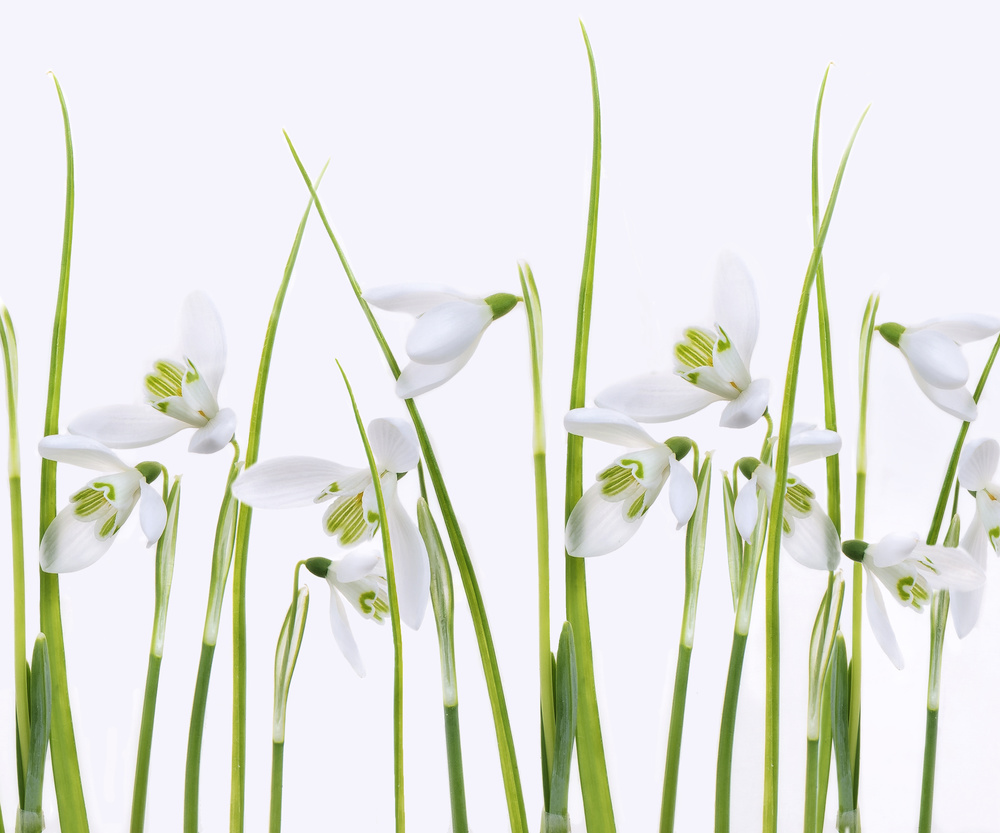 Fresh Spring Snowdrops by Sharon Williams — canvas wall art