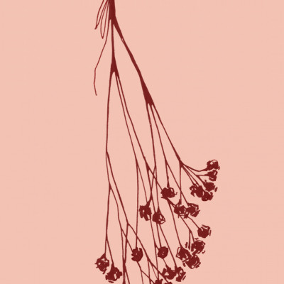 Gypsophila ink sketch II